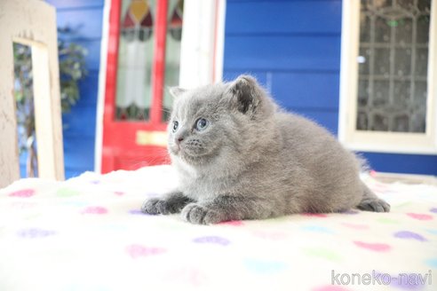 成約済の大阪府のスコティッシュフォールド-109275の3枚目