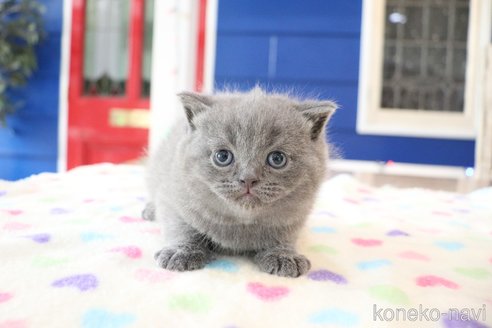 成約済の大阪府のスコティッシュフォールド-109275の4枚目