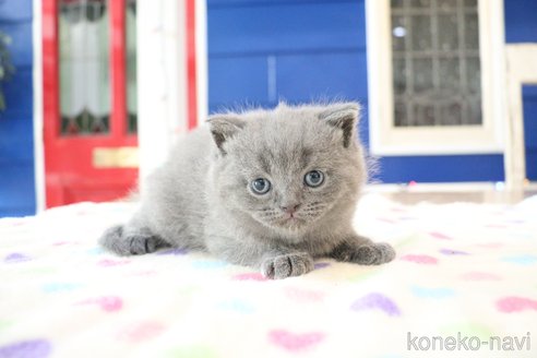 成約済の大阪府のスコティッシュフォールド-109275の1枚目