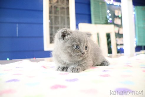 成約済の大阪府のスコティッシュフォールド-109275の2枚目