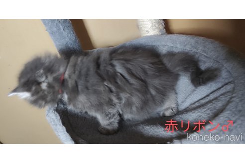 成約済の千葉県のメインクーン-109276の5枚目