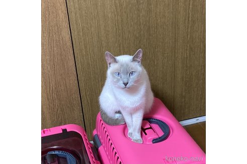 販売中の広島県のトンキニーズ-106394の2枚目