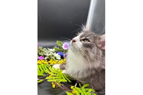 成約済の千葉県のノルウェージャンフォレストキャット-102562の4枚目