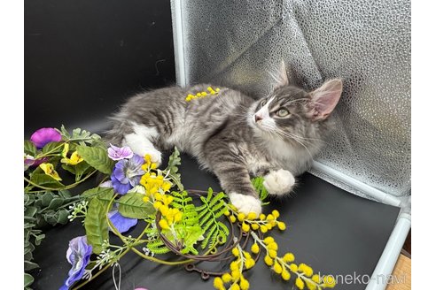 成約済の千葉県のノルウェージャンフォレストキャット-102562の6枚目