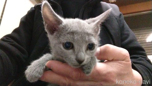 成約済の愛知県のロシアンブルー-106829の1枚目