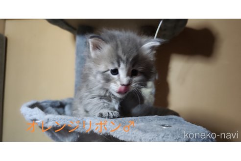 成約済の千葉県のメインクーン-109279の2枚目