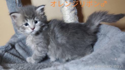 成約済の千葉県のメインクーン-109279の1枚目