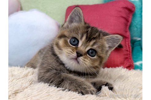 成約済の大阪府のブリティッシュショートヘア-108075の6枚目
