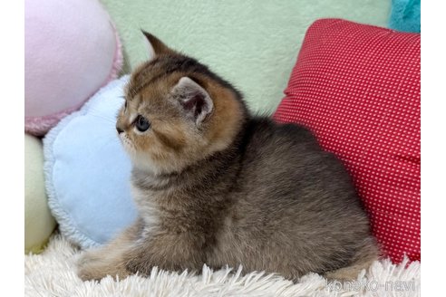 成約済の大阪府のブリティッシュショートヘア-108085の4枚目
