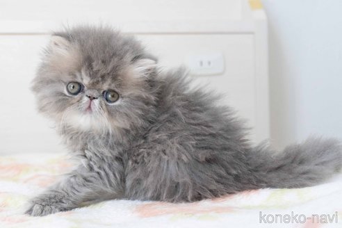 成約済の東京都のエキゾチックロングヘア-107376の35枚目