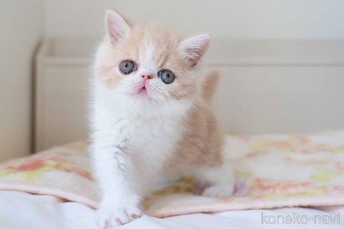 成約済の東京都のエキゾチックショートヘア-107379の23枚目