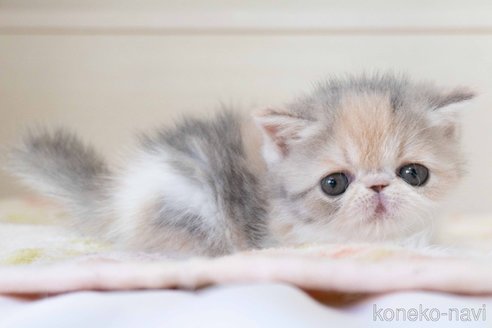 成約済の東京都のエキゾチックショートヘア-107832の4枚目