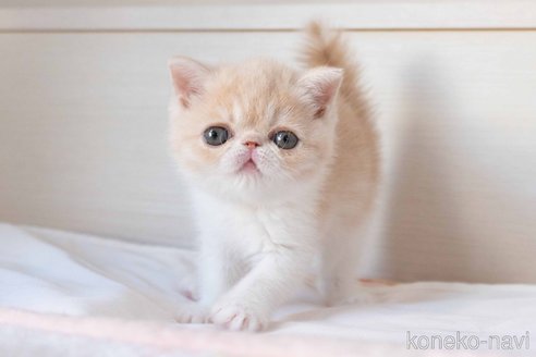 成約済の東京都のエキゾチックショートヘア-107836の4枚目