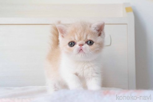 成約済の東京都のエキゾチックショートヘア-107836の3枚目