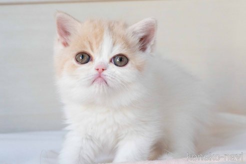 成約済の東京都のエキゾチックショートヘア-107837の3枚目