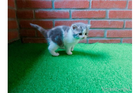 成約済の鹿児島県のマンチカン-107009の4枚目