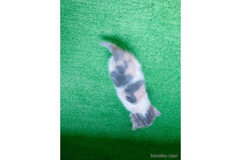成約済の鹿児島県のマンチカン-107009の6枚目