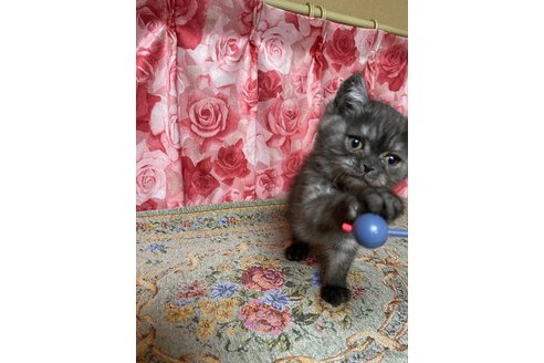 成約済の福岡県のエキゾチックショートヘア-109315の3枚目