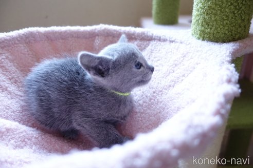 成約済の埼玉県のロシアンブルー-108786の10枚目