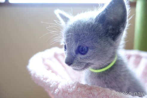成約済の埼玉県のロシアンブルー-108786の9枚目