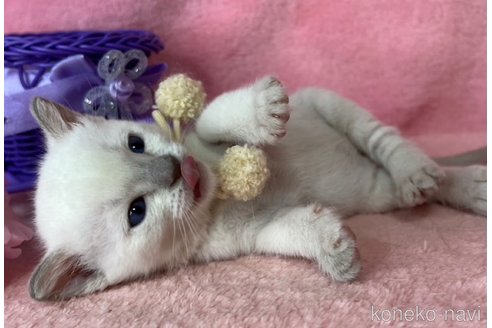 成約済の千葉県のトンキニーズ-109318の10枚目
