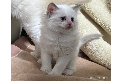 成約済の滋賀県のラグドール-107589の7枚目