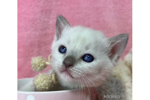 成約済の千葉県のトンキニーズ-109319の3枚目