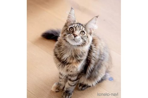 販売中の長野県のメインクーン-109321の3枚目