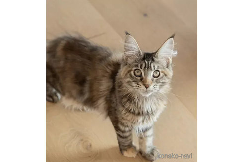 販売中の長野県のメインクーン-109321の4枚目