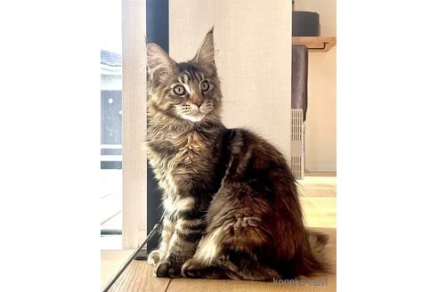 販売中の長野県のメインクーン-109321の5枚目