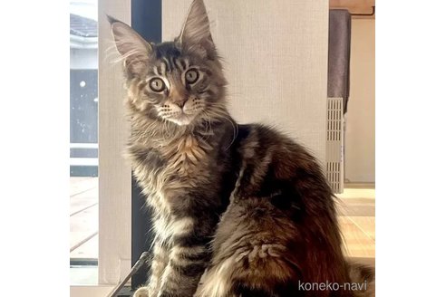 販売中の長野県のメインクーン-109321の6枚目