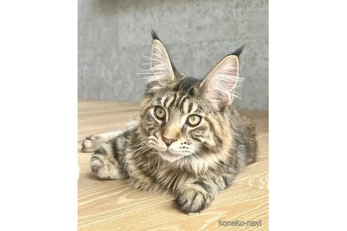 販売中の長野県のメインクーン-109321の2枚目