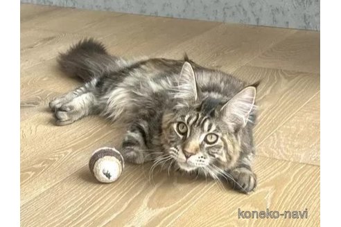 販売中の長野県のメインクーン-109321の1枚目