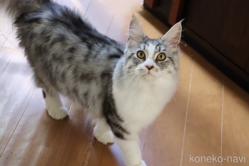 成約済の千葉県のメインクーン-109348の3枚目