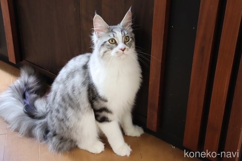 成約済の千葉県のメインクーン-109348の4枚目