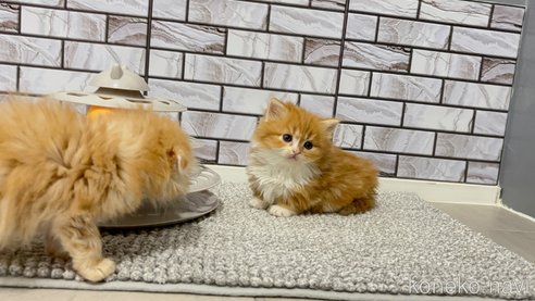 成約済の福岡県のマンチカン(短足)-109353の5枚目