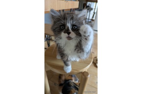 販売中の広島県のマンチカン-109357の5枚目