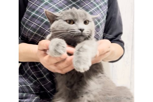 成約済の静岡県のシャルトリュー-109356の3枚目