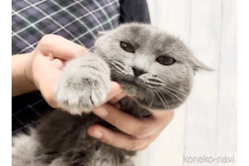 成約済の静岡県のシャルトリュー-109356の4枚目