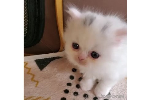 販売中の愛知県のスコティッシュフォールド-109365の4枚目