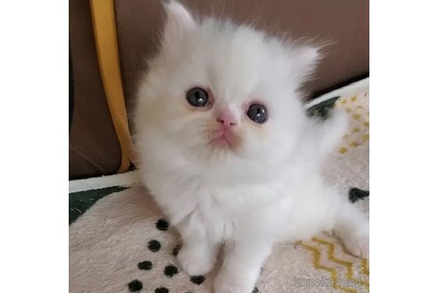 販売中の愛知県のスコティッシュフォールド-109365の5枚目