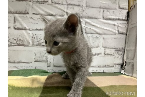 成約済の愛知県のロシアンブルー-109379の8枚目