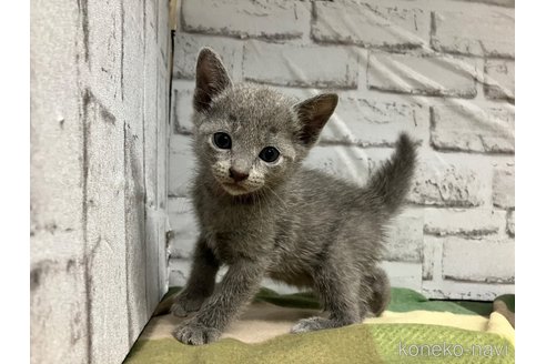 成約済の愛知県のロシアンブルー-109379の9枚目