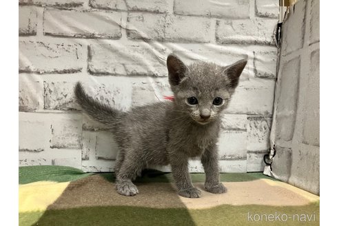 成約済の愛知県のロシアンブルー-109379の10枚目
