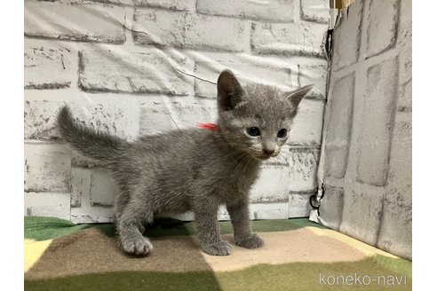 成約済の愛知県のロシアンブルー-109379の11枚目