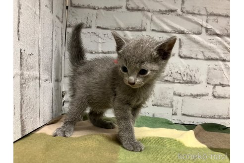 成約済の愛知県のロシアンブルー-109379の12枚目