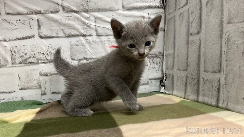 成約済の愛知県のロシアンブルー-109379の13枚目