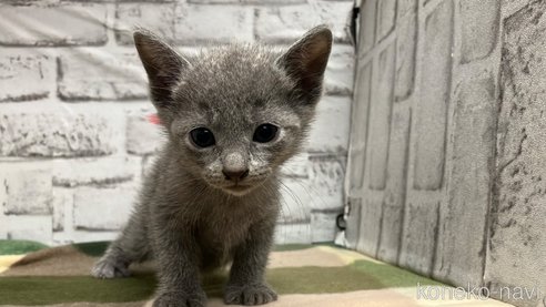 成約済の愛知県のロシアンブルー-109379の14枚目