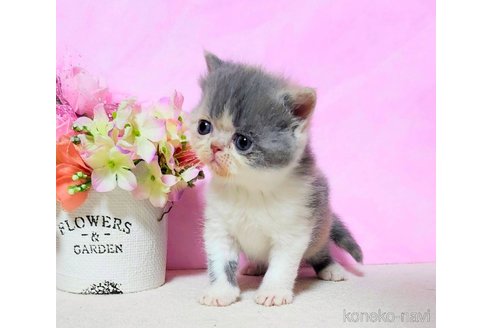 成約済の群馬県のエキゾチックショートヘア-109395の3枚目