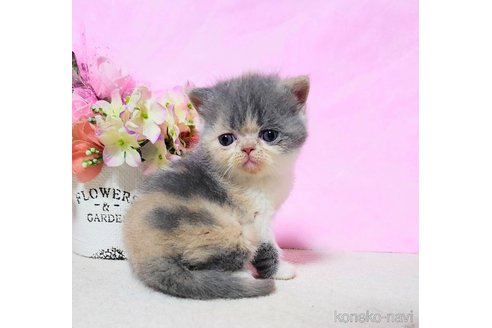 成約済の群馬県のエキゾチックショートヘア-109395の4枚目